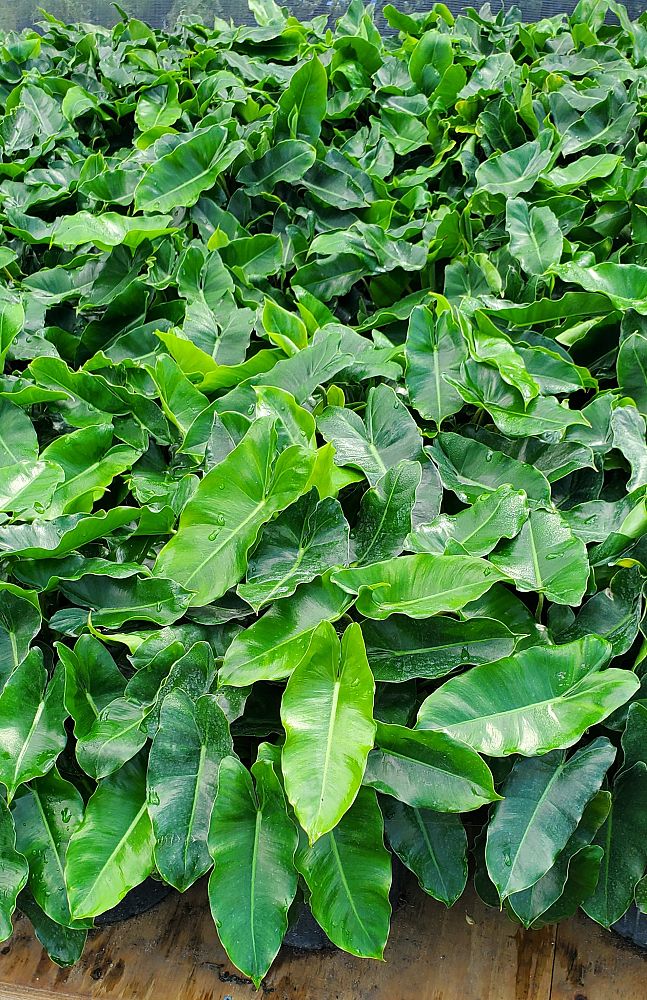 philodendron-burle-marx