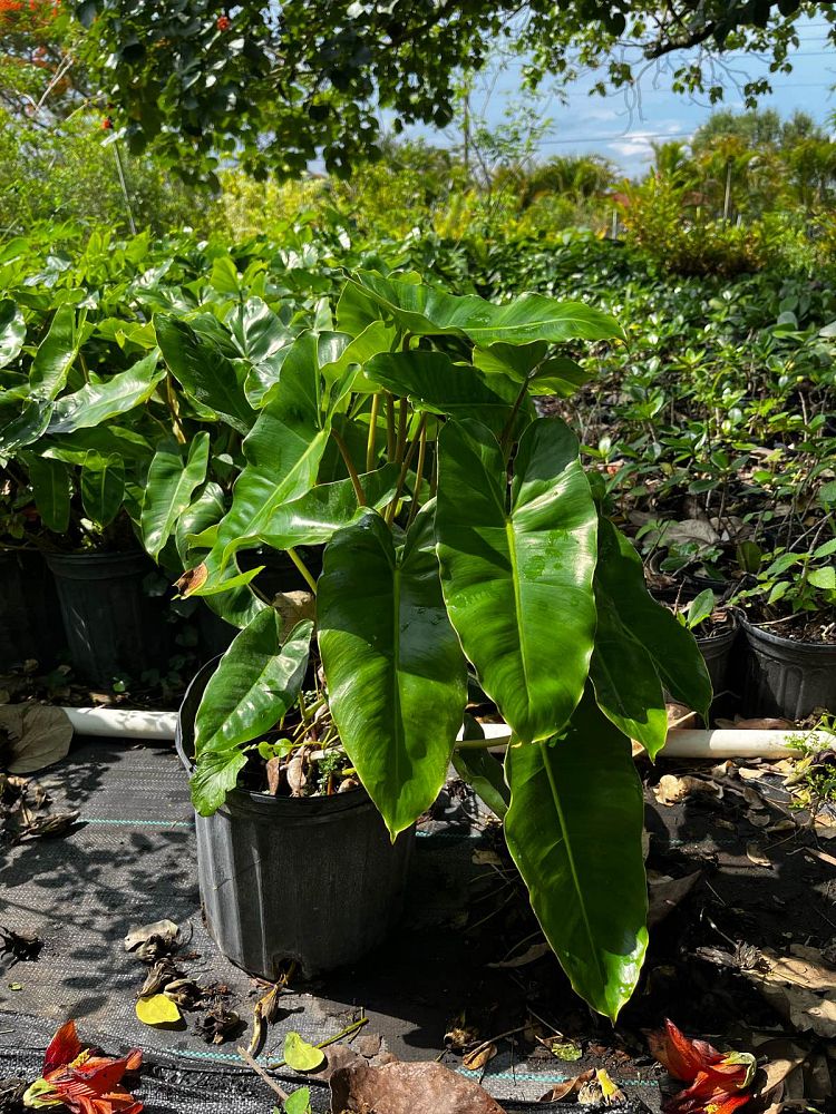 philodendron-burle-marx