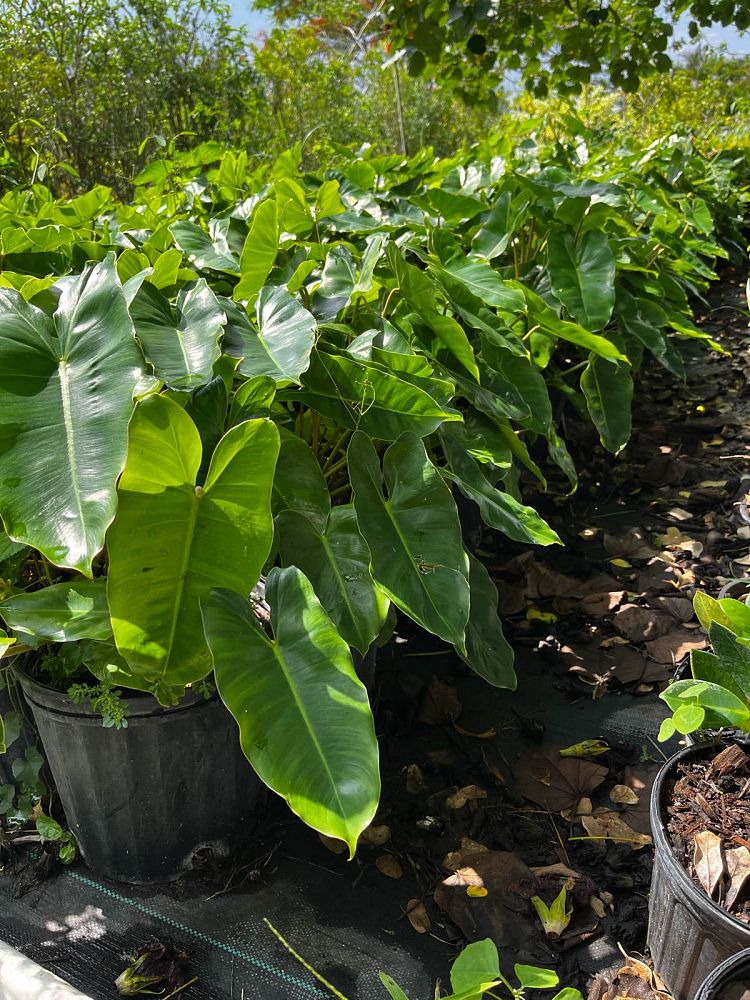philodendron-burle-marx