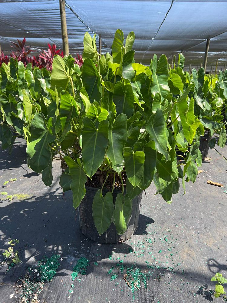 philodendron-burle-marx