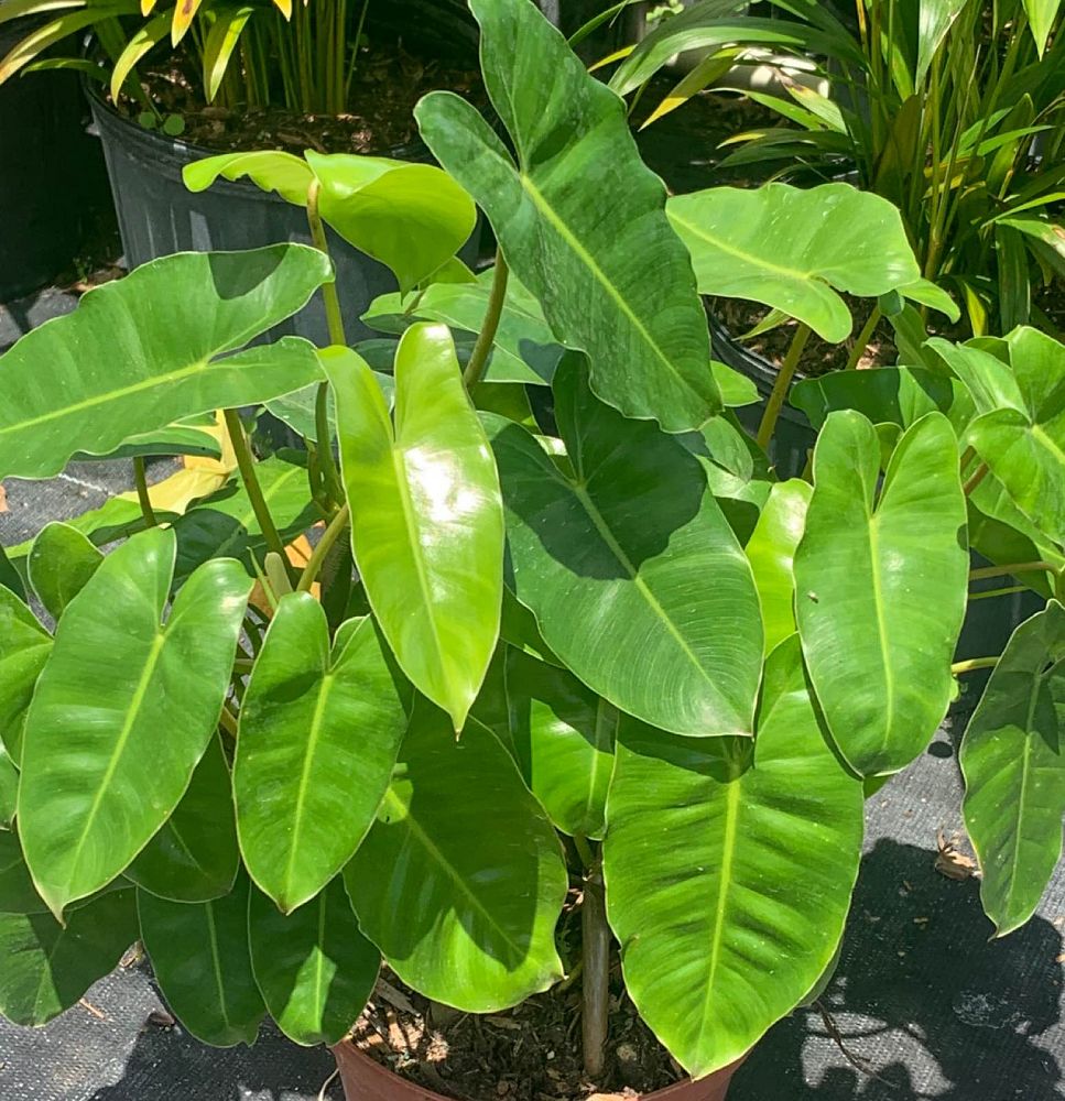 philodendron-burle-marx
