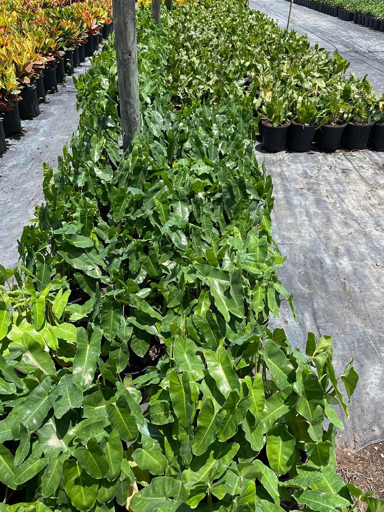 philodendron-burle-marx
