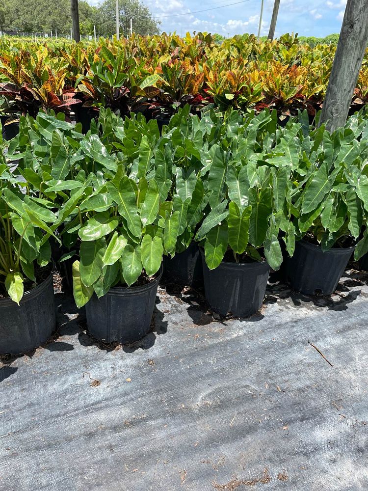 philodendron-burle-marx