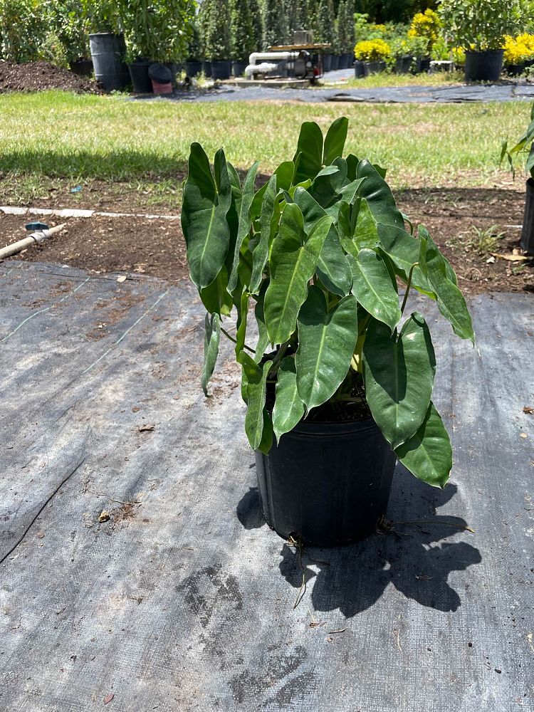 philodendron-burle-marx