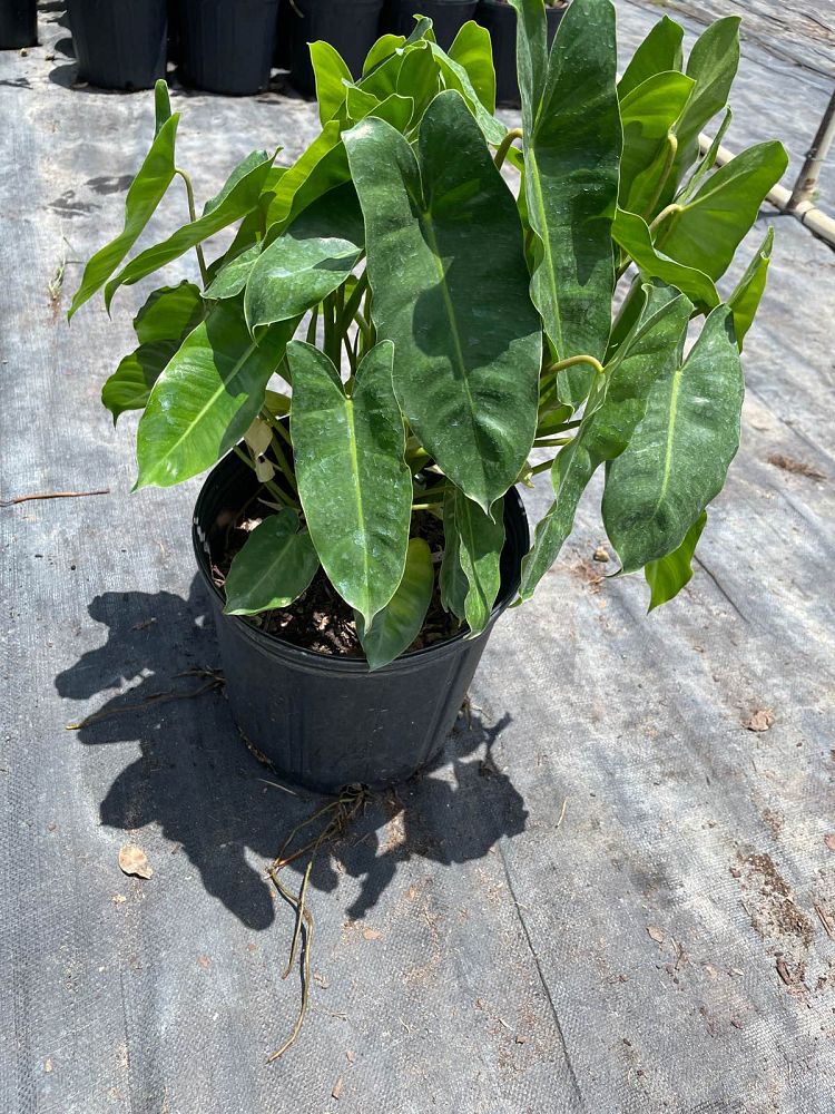 philodendron-burle-marx