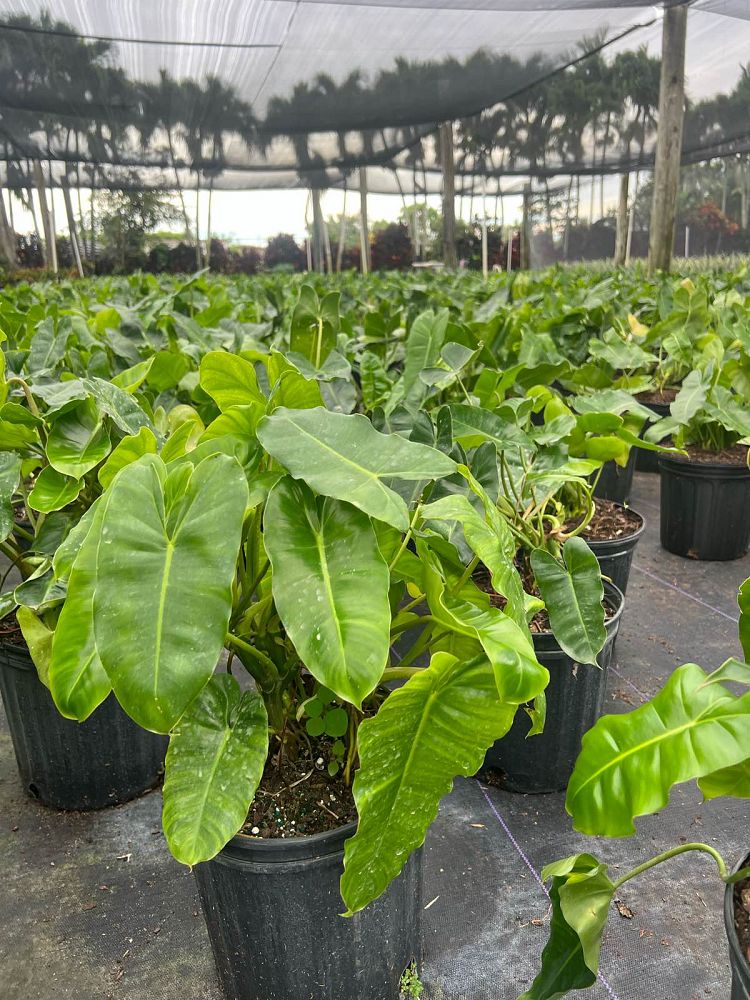 philodendron-burle-marx