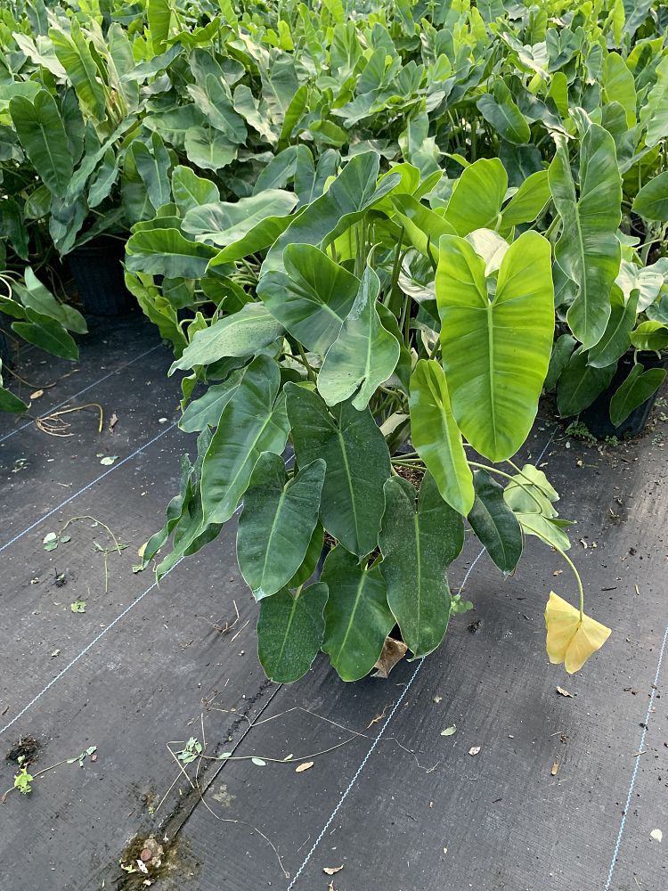 philodendron-burle-marx