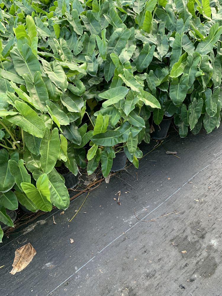 philodendron-burle-marx