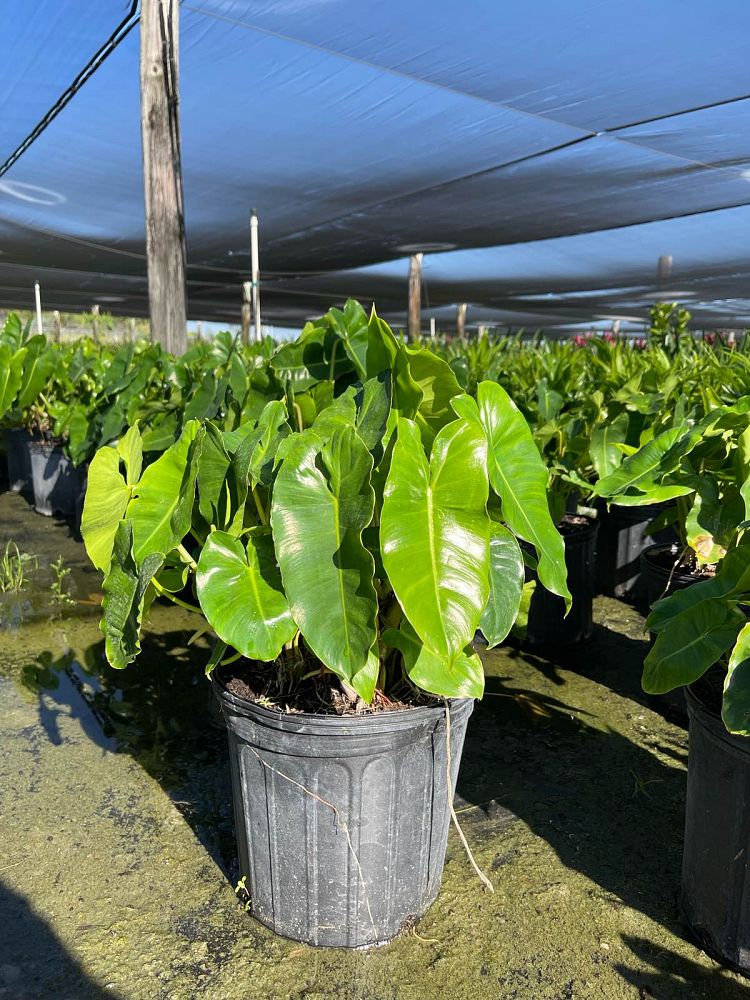 philodendron-burle-marx