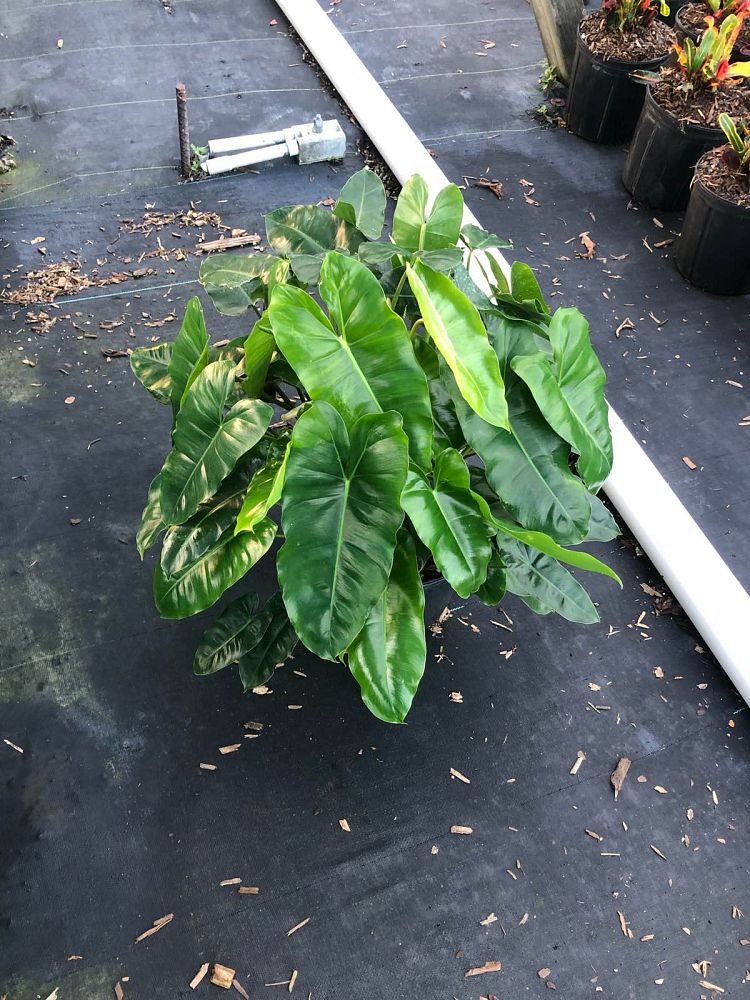 philodendron-burle-marx