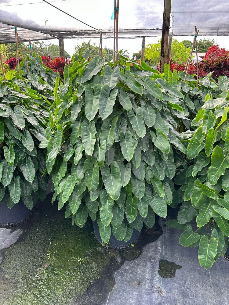 philodendron-burle-marx