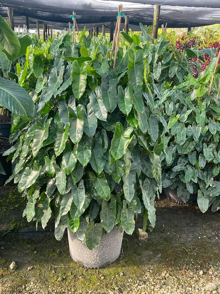 philodendron-burle-marx
