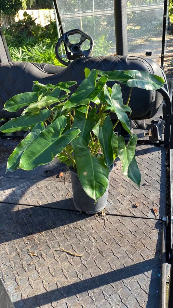 philodendron-burle-marx