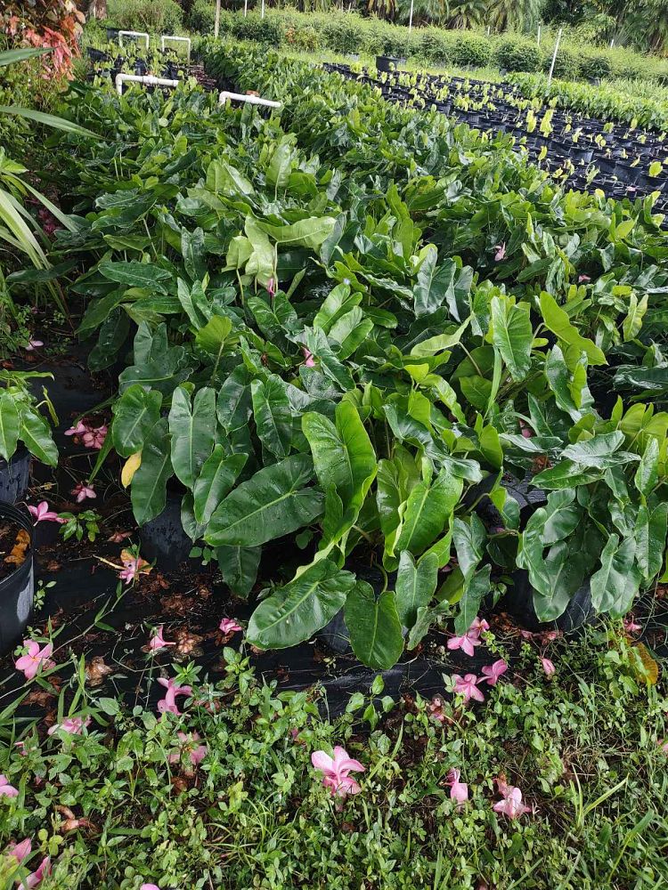 philodendron-burle-marx