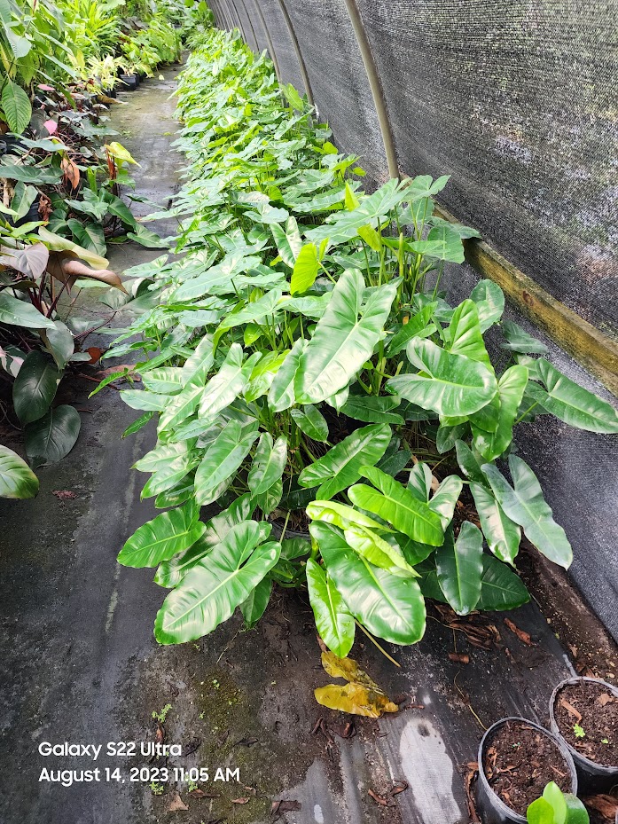 philodendron-burle-marx
