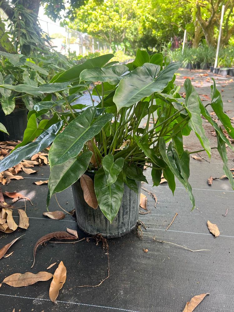 philodendron-burle-marx