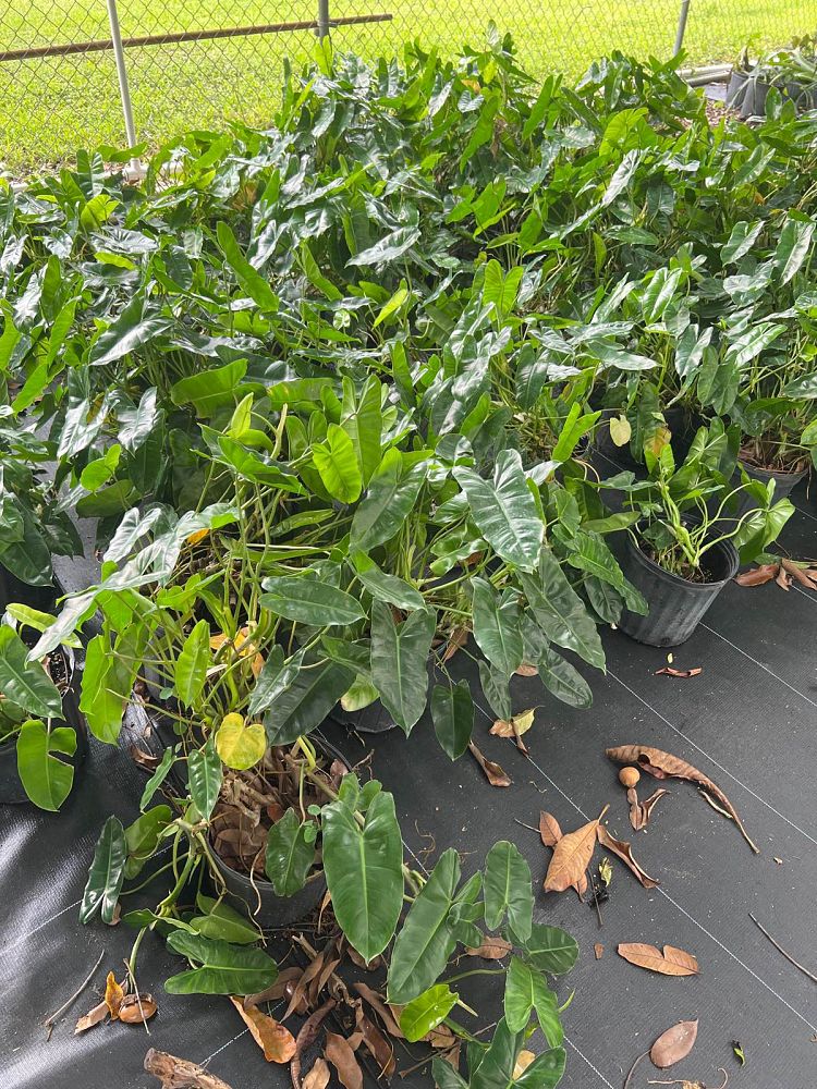 philodendron-burle-marx