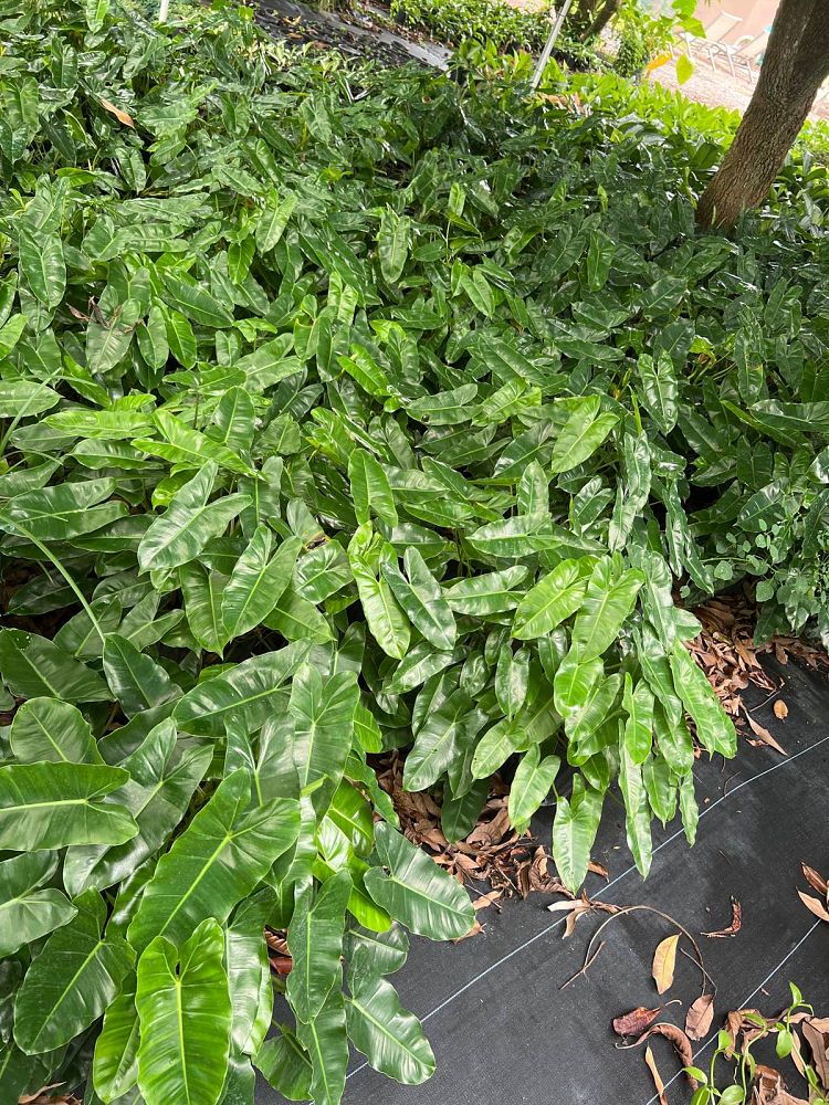 philodendron-burle-marx
