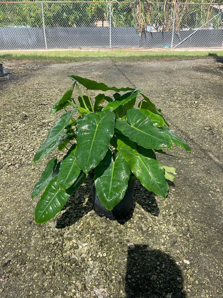 philodendron-burle-marx