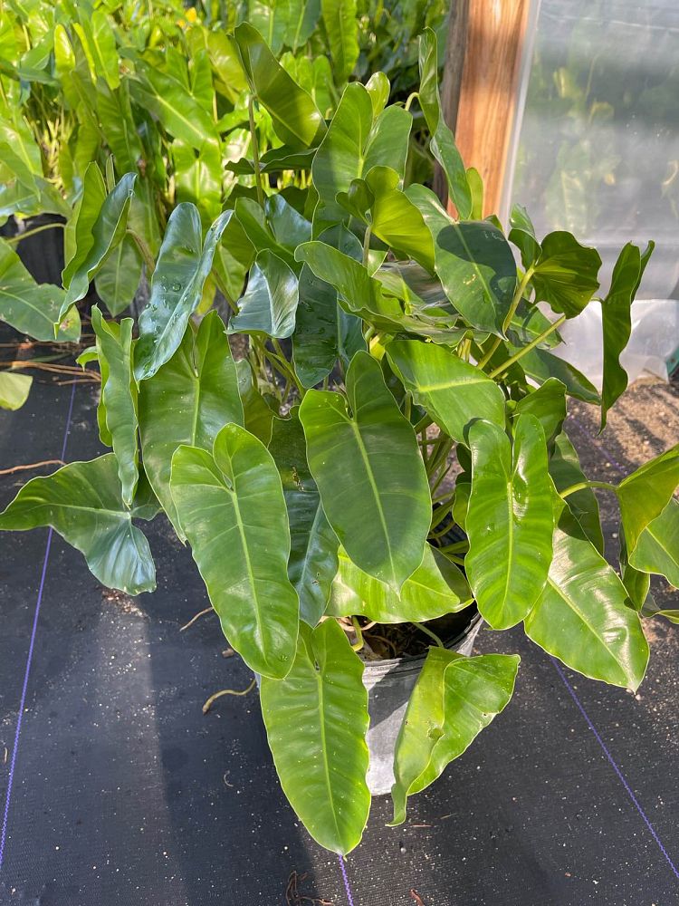 philodendron-burle-marx