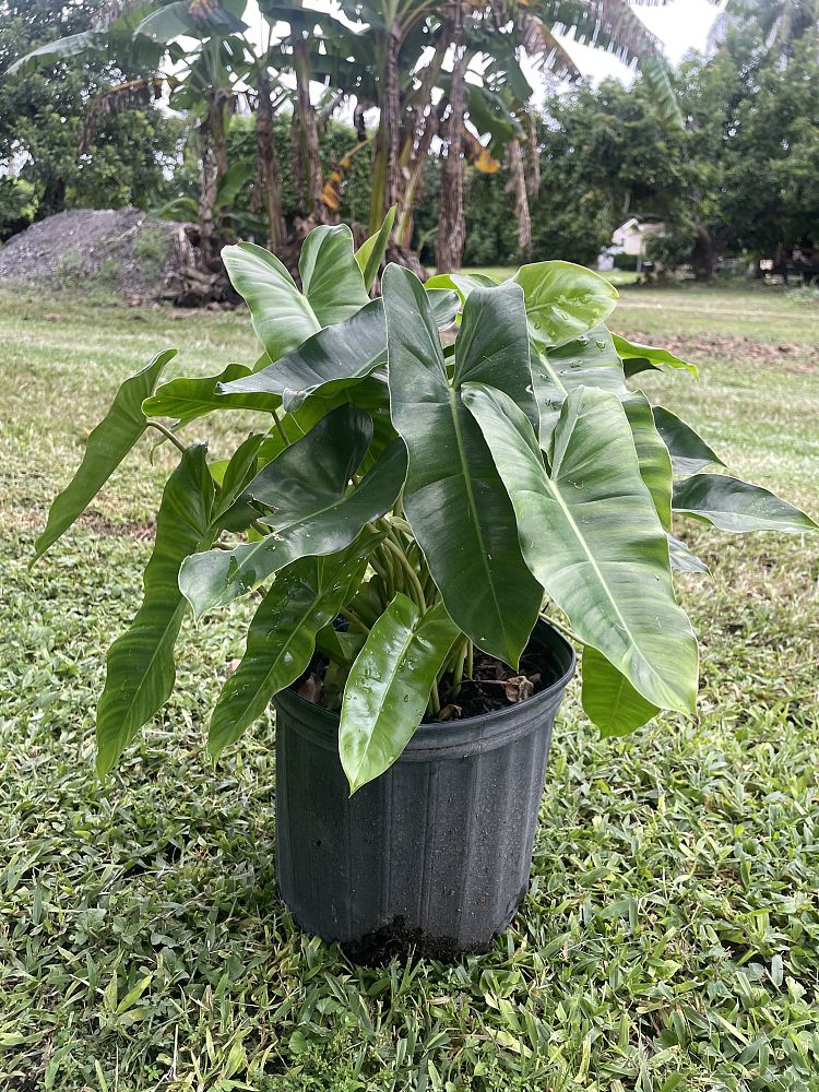 philodendron-burle-marx