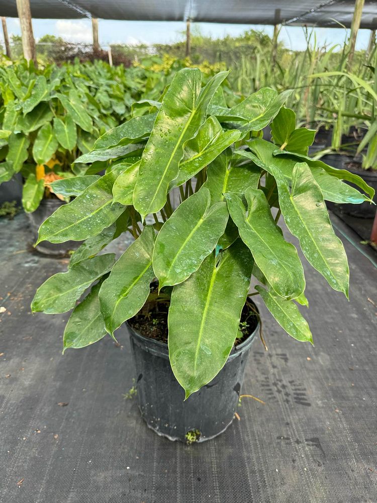 philodendron-burle-marx
