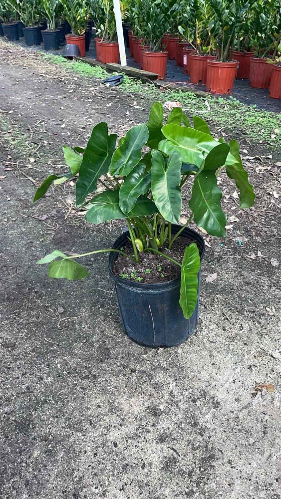 philodendron-burle-marx
