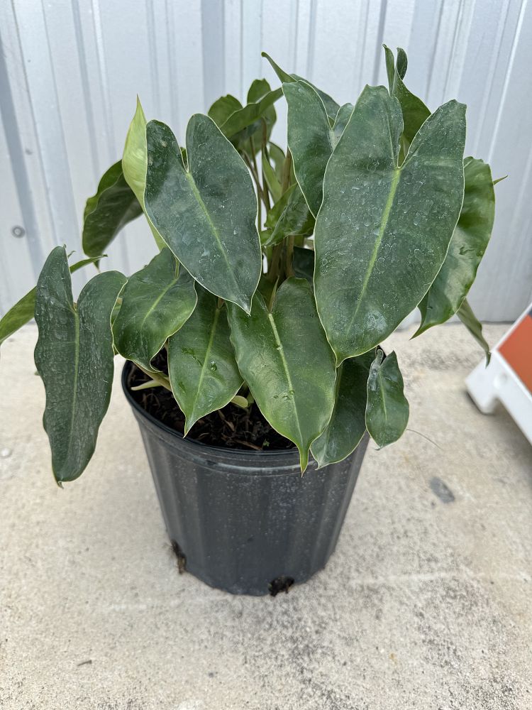 philodendron-burle-marx