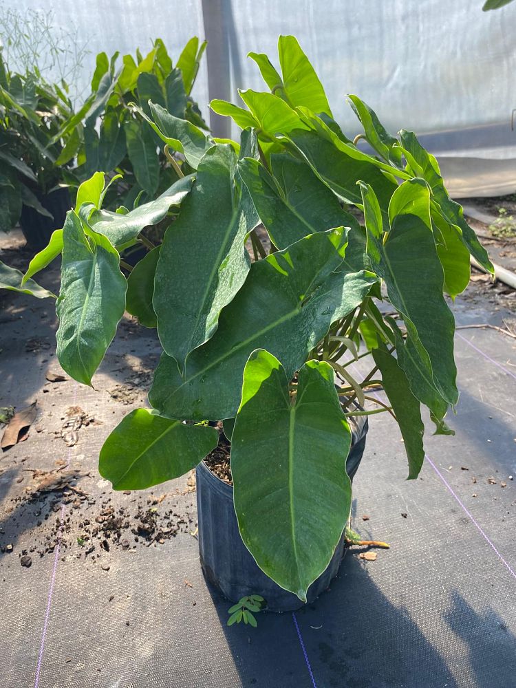 philodendron-burle-marx