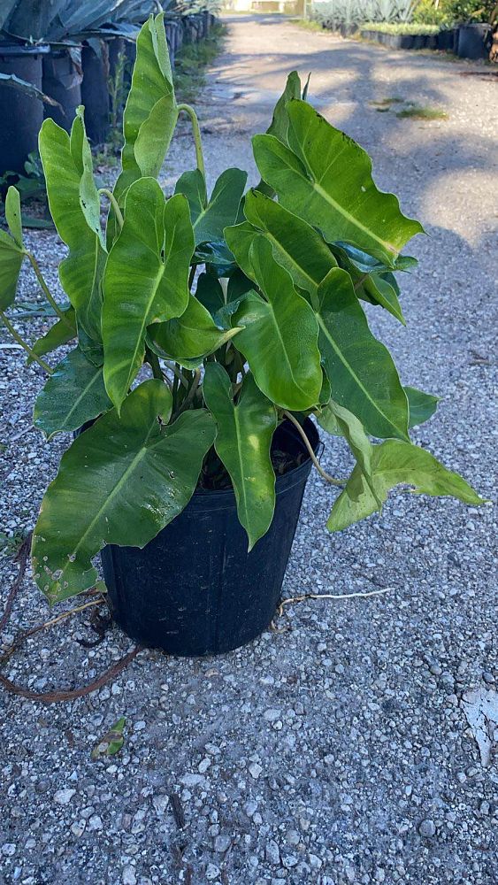 philodendron-burle-marx