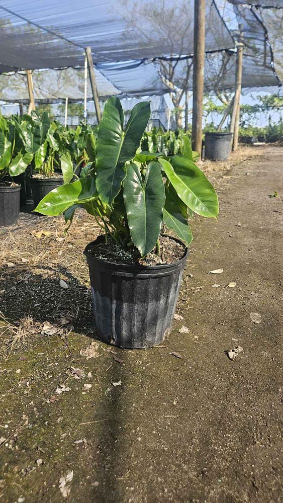 philodendron-burle-marx