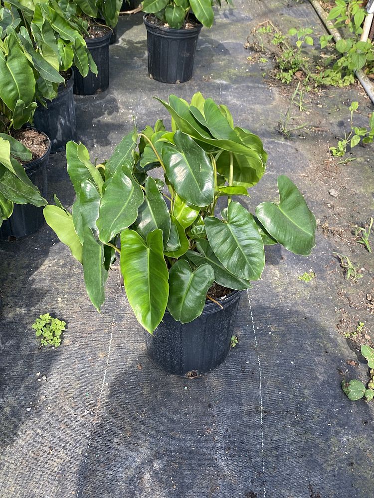 philodendron-burle-marx
