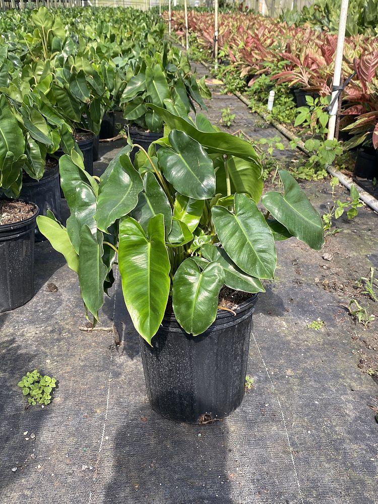 philodendron-burle-marx