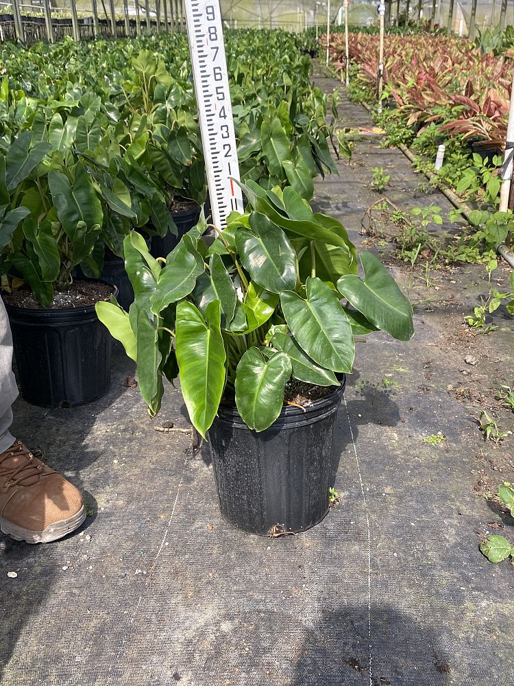 philodendron-burle-marx