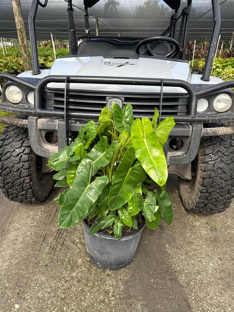 philodendron-burle-marx
