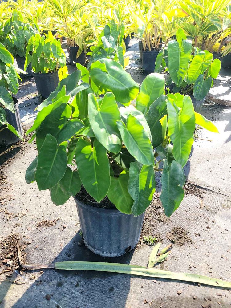 philodendron-burle-marx