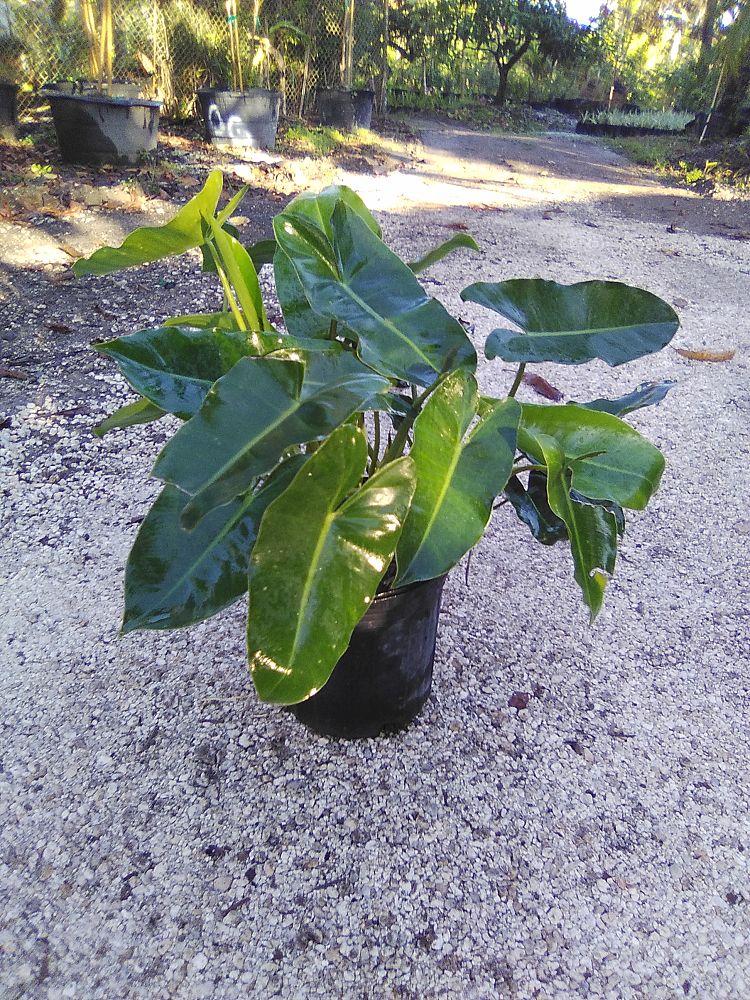 philodendron-burle-marx