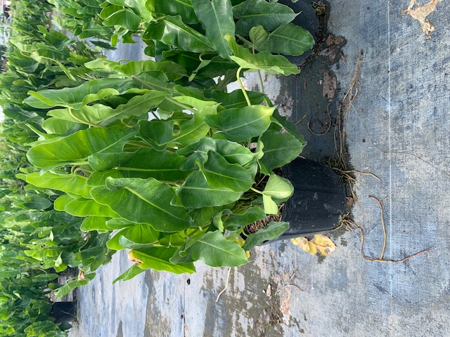 philodendron-burle-marx