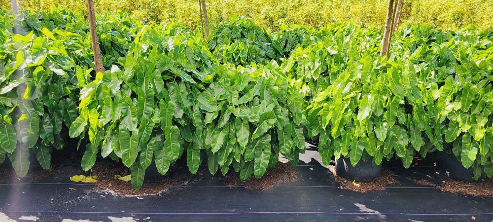 philodendron-burle-marx