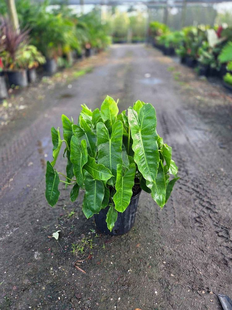 philodendron-burle-marx
