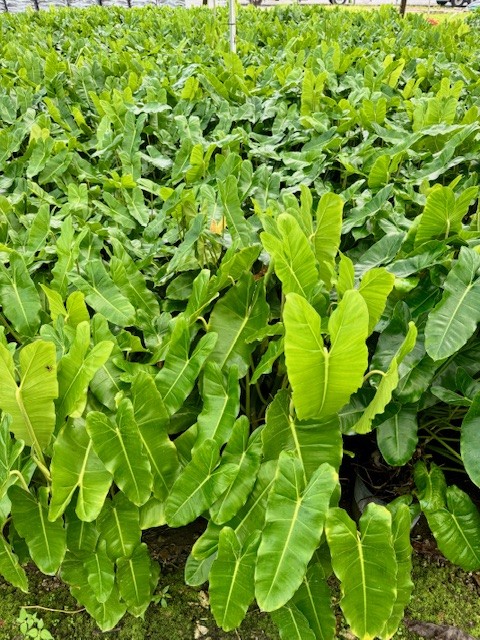 philodendron-burle-marx