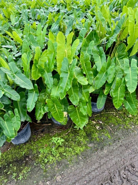 philodendron-burle-marx