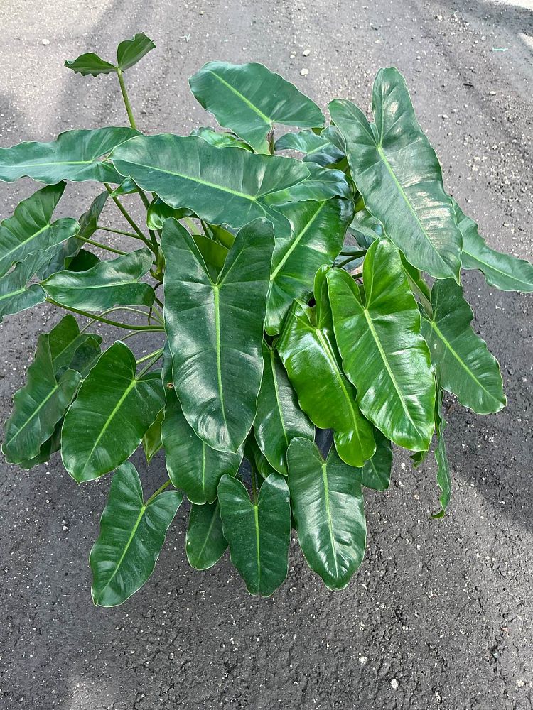 philodendron-burle-marx