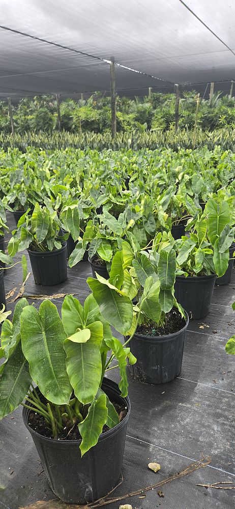philodendron-burle-marx