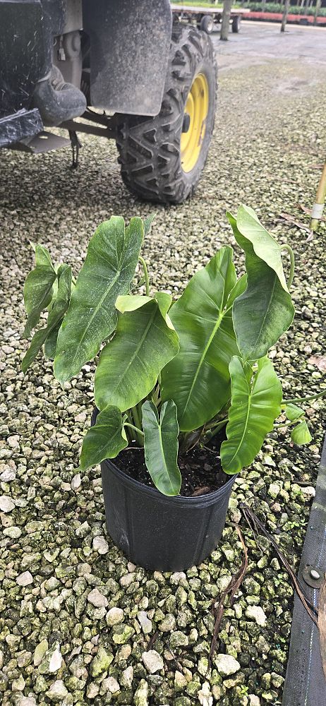 philodendron-burle-marx