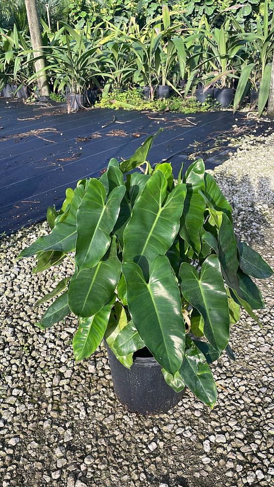philodendron-burle-marx