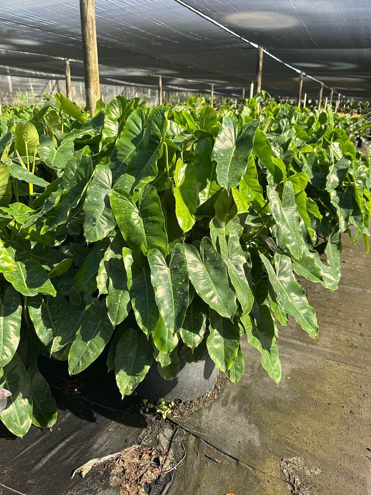 philodendron-burle-marx