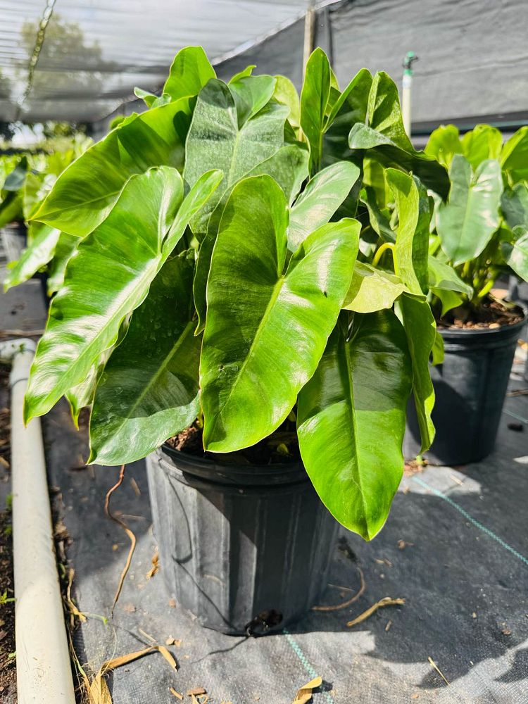 philodendron-burle-marx