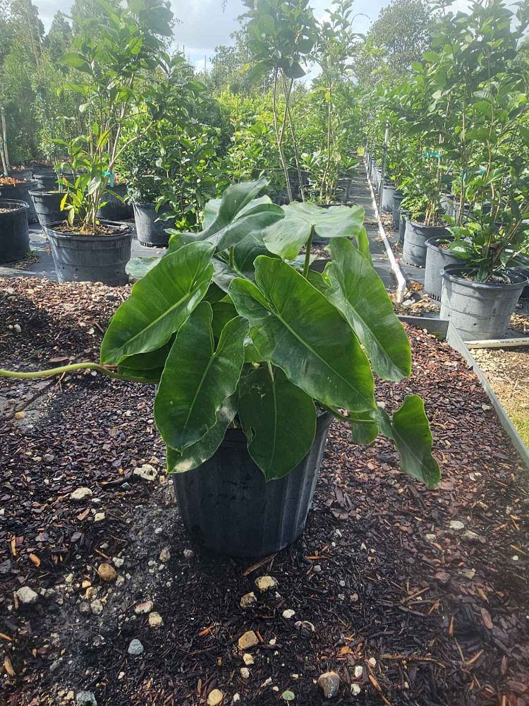 philodendron-burle-marx