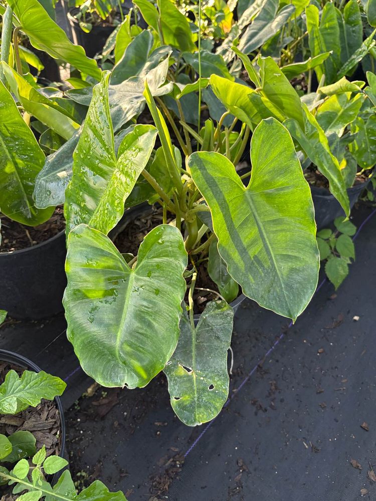 philodendron-burle-marx